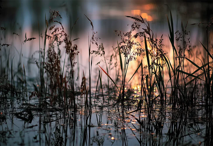 Schilf- und Grashalme im Wasser