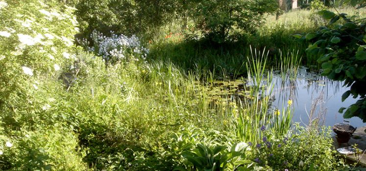 Schwimmteich mit Pflanzen